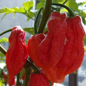 Buy coarse red pepper